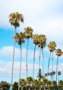 California trees low